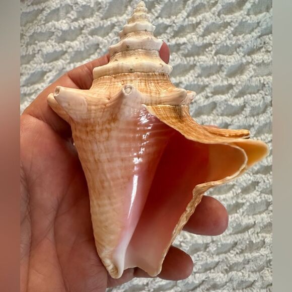 Sea Shells From Bahamas Small Unharvested Conch - Picture 11 of 12